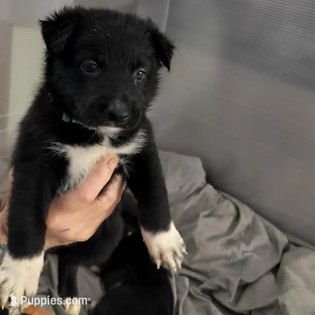Taze, a male Border Collie and German Shepherd Dog for sale in Bend, OR – Photo 1 of 1