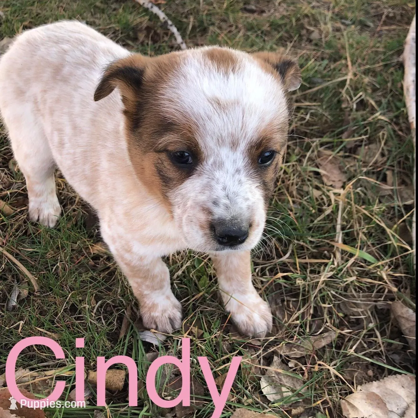 Cindy – Australian Shepherd puppy for sale in Bend, OR