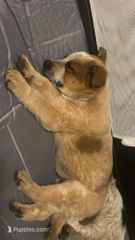 Cindy – Australian Shepherd puppy for sale in Bend, OR