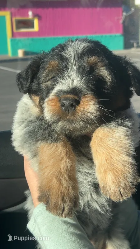 Carli – Australian Shepherd puppy for sale in Bend, OR