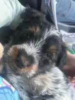 Carli, a female Australian Shepherd for sale in Bend, OR – Photo 2 of 3