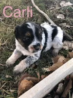 Carli, a female Australian Shepherd for sale in Bend, OR – Photo 3 of 3