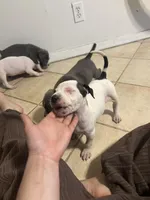 Patch, a female American Pit Bull Terrier for sale in Bend, OR – 3 of 4