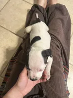 Patch, a female American Pit Bull Terrier for sale in Bend, OR – 4 of 4