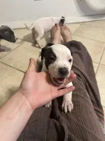 Patch, a female American Pit Bull Terrier for sale in Bend, OR – 2 of 4