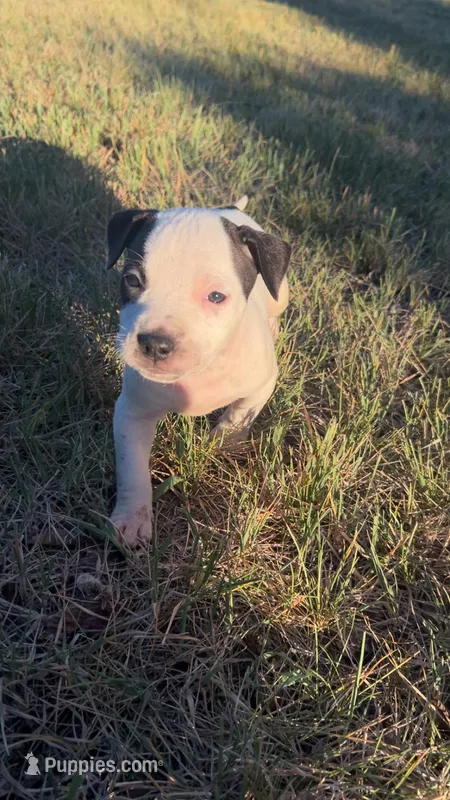 Patch – American Pit Bull Terrier puppy for sale in Bend, OR