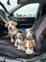 Chick’n, a female American Pit Bull Terrier for sale in Bend, OR – Photo 2 of 6