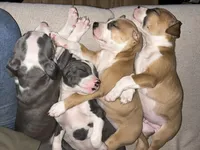 Chick’n, a female American Pit Bull Terrier for sale in Bend, OR – Photo 3 of 6