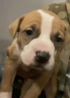 Chick’n, a female American Pit Bull Terrier for sale in Bend, OR – Photo 5 of 6