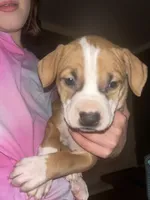 Chick’n, a female American Pit Bull Terrier for sale in Bend, OR – Photo 1 of 6