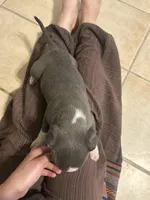 Gemma, a female American Pit Bull Terrier for sale in Bend, OR – 3 of 4