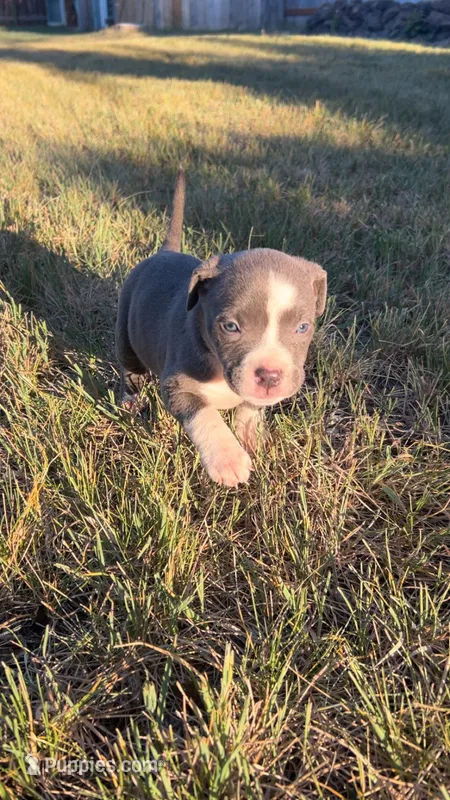 Gemma – American Pit Bull Terrier puppy for sale in Bend, OR