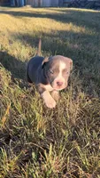Gemma, a female American Pit Bull Terrier for sale in Bend, OR – 1 of 4