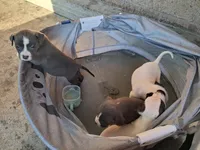 Gemma, a female American Pit Bull Terrier for sale in Bend, OR – 4 of 4