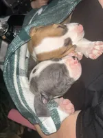 Soup, a male American Pit Bull Terrier for sale in Bend, OR – Photo 6 of 6