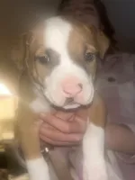 Soup, a male American Pit Bull Terrier for sale in Bend, OR – Photo 4 of 6