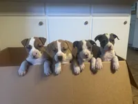 Soup, a male American Pit Bull Terrier for sale in Bend, OR – Photo 5 of 6