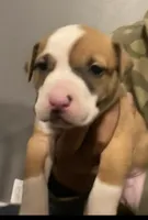 Soup, a male American Pit Bull Terrier for sale in Bend, OR – Photo 3 of 6