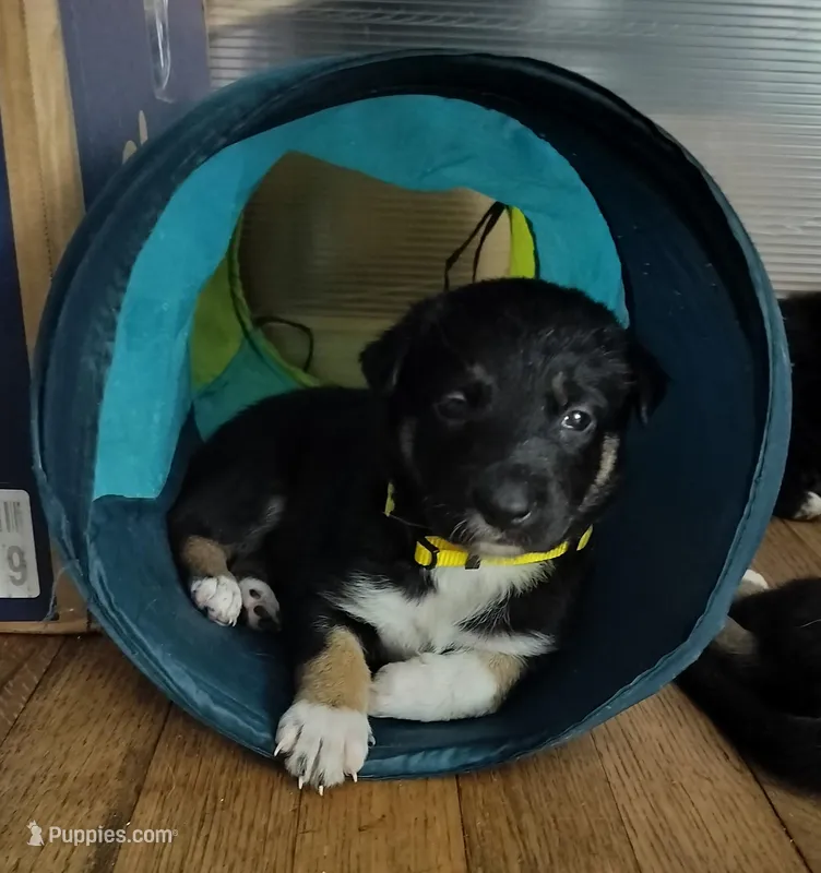 Emery, a female Border Collie and German Shepherd Dog for sale in Bend, OR – Photo 1 of 1