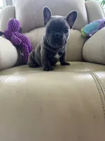 Loki, a male French Bulldog for sale in Vancouver, WA – 5 of 8
