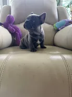 Loki, a male French Bulldog for sale in Vancouver, WA – 8 of 8