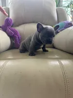 Loki, a male French Bulldog for sale in Vancouver, WA – 2 of 8