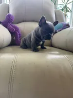 Loki, a male French Bulldog for sale in Vancouver, WA – 3 of 8