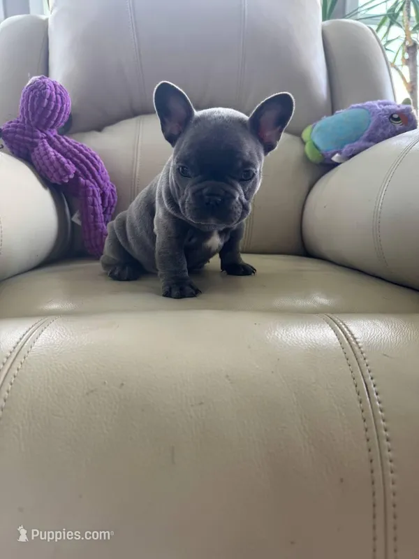 Loki – French Bulldog puppy for sale in Vancouver, WA