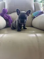 Loki, a male French Bulldog for sale in Vancouver, WA – 1 of 8