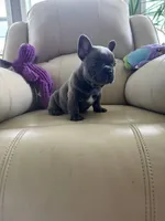 Loki, a male French Bulldog for sale in Vancouver, WA – 4 of 8