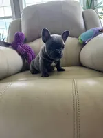 Loki, a male French Bulldog for sale in Vancouver, WA – 7 of 8