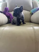 Loki, a male French Bulldog for sale in Vancouver, WA – 6 of 8
