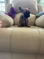 Makron, a male French Bulldog for sale in Vancouver, WA – 7 of 7