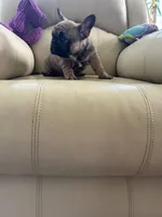 Makron, a male French Bulldog for sale in Vancouver, WA – 4 of 7