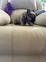 Makron, a male French Bulldog for sale in Vancouver, WA – 6 of 7