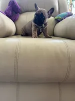 Makron, a male French Bulldog for sale in Vancouver, WA – 5 of 7