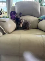Makron, a male French Bulldog for sale in Vancouver, WA – 2 of 7