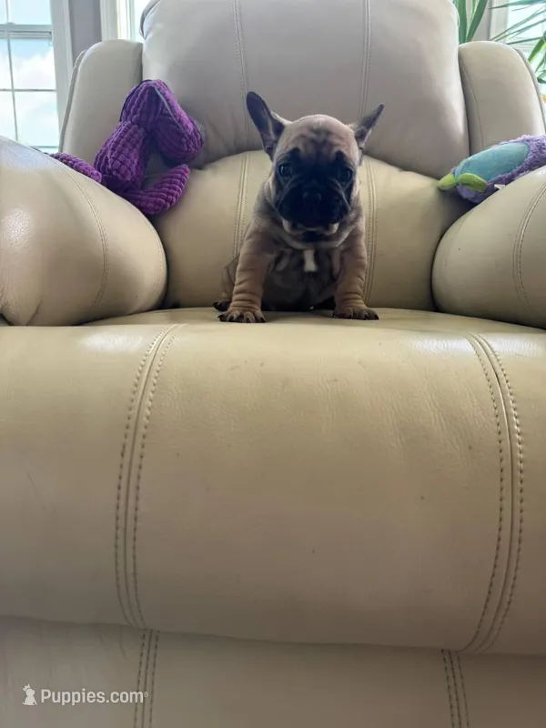 Makron – French Bulldog puppy for sale in Vancouver, WA