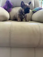 Makron, a male French Bulldog for sale in Vancouver, WA – 3 of 7