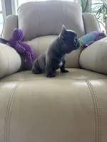 Sonya, a female French Bulldog for sale in Vancouver, WA – 5 of 5