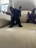 Sonya, a female French Bulldog for sale in Vancouver, WA – 2 of 5