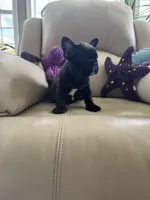Sonya, a female French Bulldog for sale in Vancouver, WA – 4 of 5