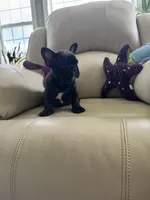 Sonya, a female French Bulldog for sale in Vancouver, WA – 3 of 5