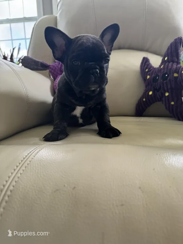 Sonya – French Bulldog puppy for sale in Vancouver, WA