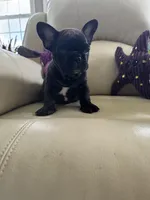 Sonya, a female French Bulldog for sale in Vancouver, WA – 1 of 5