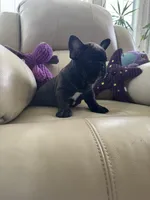 Martisha, a female French Bulldog for sale in Vancouver, WA – 3 of 6