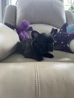 Martisha, a female French Bulldog for sale in Vancouver, WA – 2 of 6