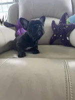 Martisha, a female French Bulldog for sale in Vancouver, WA – 1 of 6