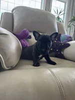 Martisha, a female French Bulldog for sale in Vancouver, WA – 5 of 6