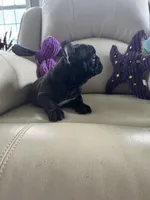 Martisha, a female French Bulldog for sale in Vancouver, WA – 6 of 6
